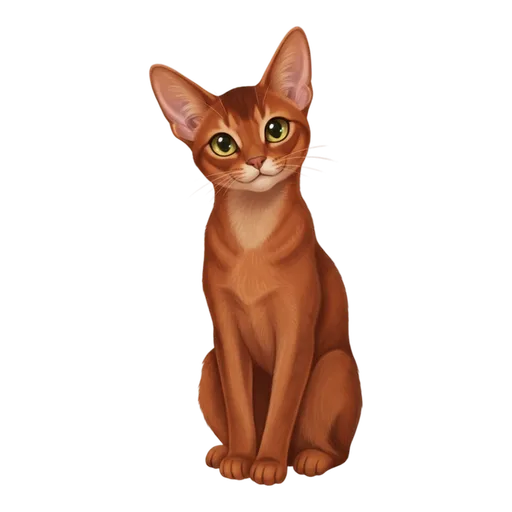 Abyssinian illustration